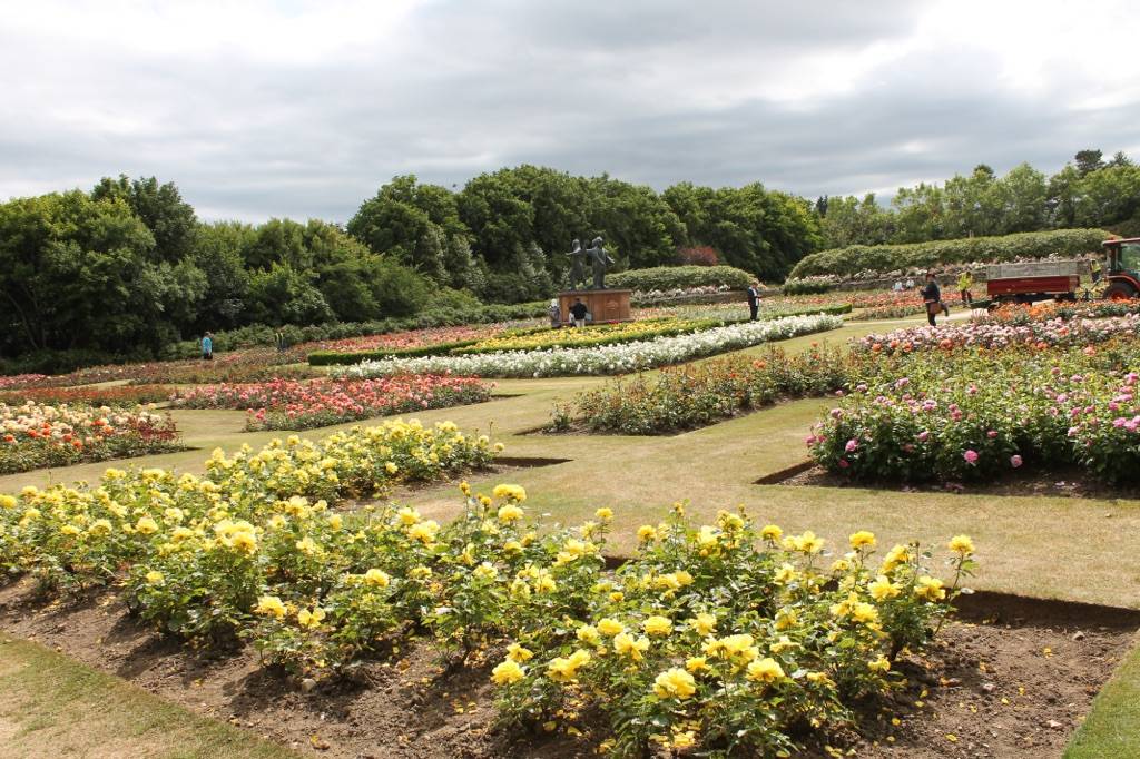 Roseparken er blitt svørt vakker.